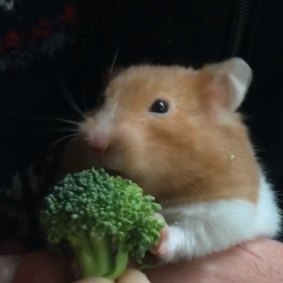 Meet your Posher, Zeenat - Picture 1 of 1